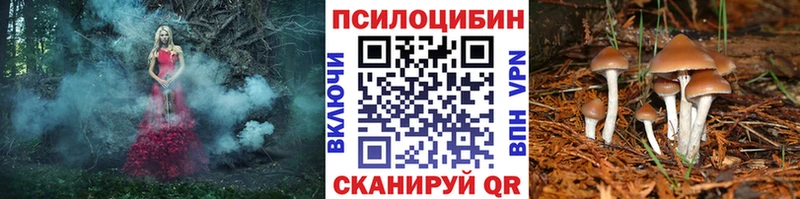 Купить где  Саянск  Псилоцибиновые грибы мицелий 